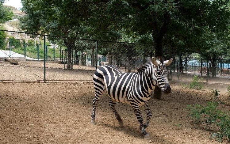Hayvanat Bahçesi öğrencilere ücretsiz