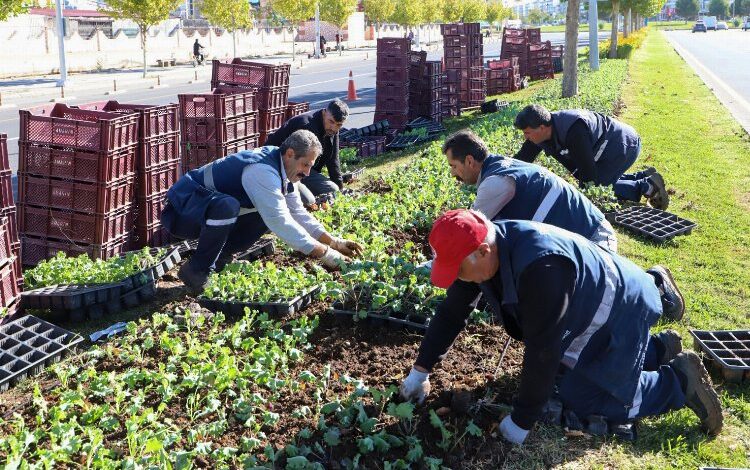 1 milyon 200 bin mevsimlik çiçek dikiliyor