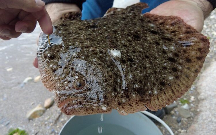 İki yıl önce 150 gram olarak salınmıştı… 1 kilo olarak ağlara takıldı! İki yıl önce 150 gram olarak salınmıştı… 1 kilo olarak ağlara takıldı!