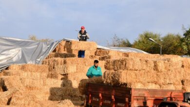 Yollardaki otlar üreticiye yaradı