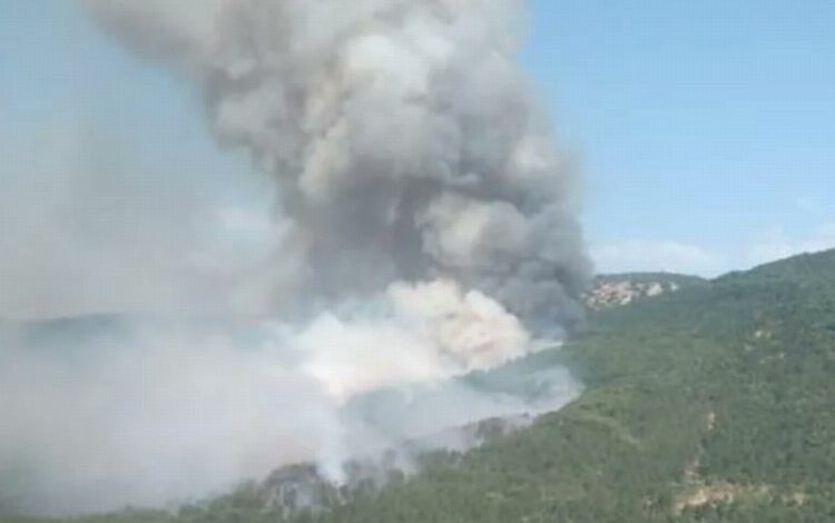 Bilecik kırsalındaki orman yangını kontrol altında