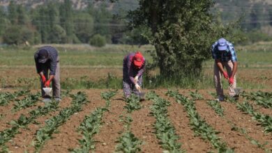 Konya Şeker 166 milyon TL avans ödeme yapacak