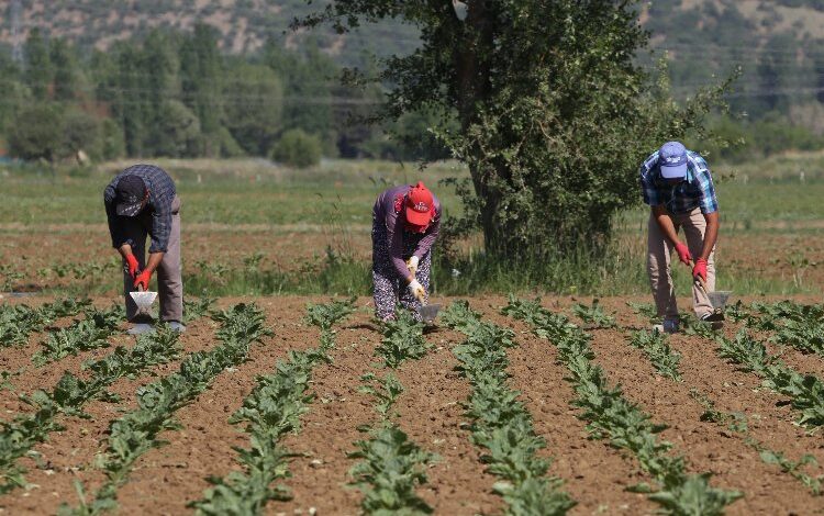 Konya Şeker 166 milyon TL avans ödeme yapacak