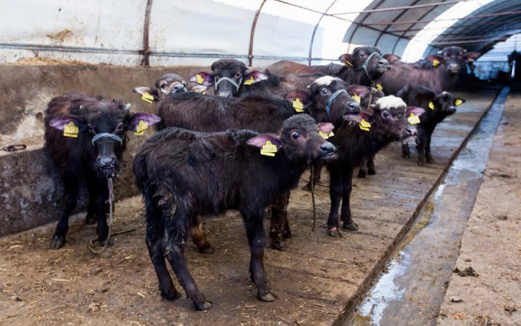 İstanbul Eyüpsultan’daki hayvan sahiplerine yem desteği
