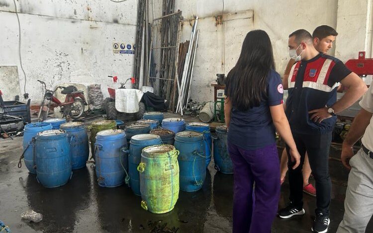 Yasadışı yollarla avlanan deniz patlıcanları denize salındı Yasadışı yollarla avlanan deniz patlıcanları denize salındı