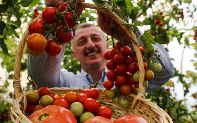 Kocaeli’de bereketli hasat