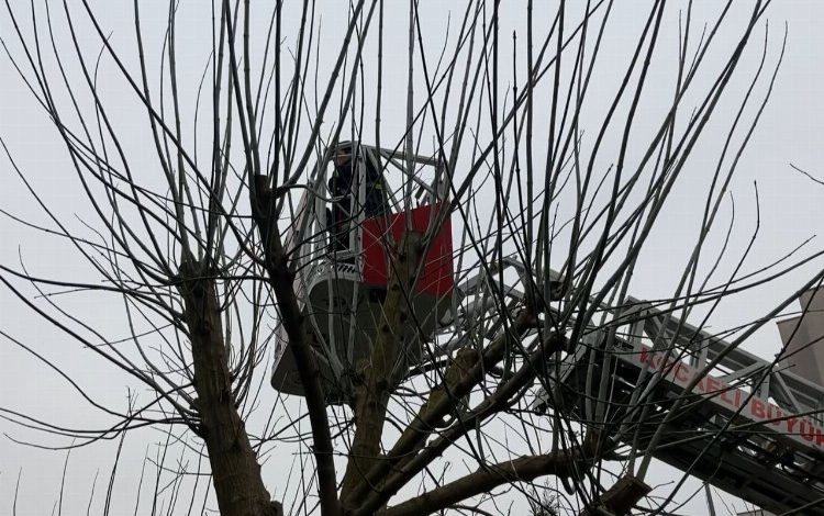 Kocaeli’nde ağaçta mahsur kalan kediyi itfaiye kurtardı