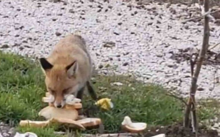 Yolda gördüğü tilkiyi ekmekle besledi