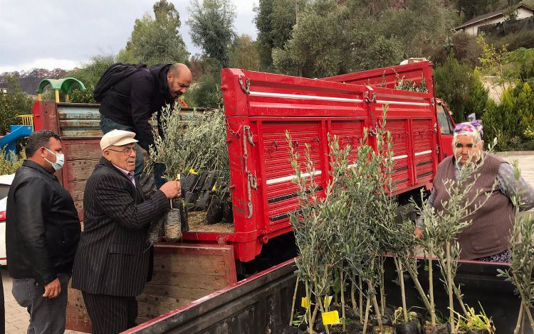 BALKANTÜRKSİAD’dan zeytin fidanı desteği