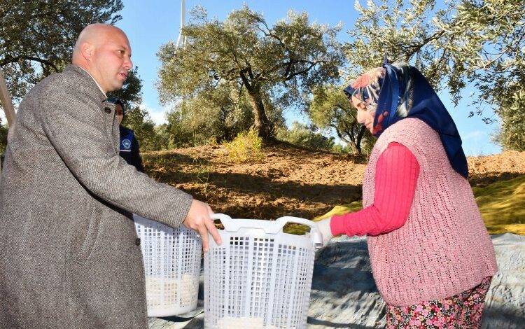 Manisa Büyükşehir zeytin emekçilerine desteğini sürdürüyor