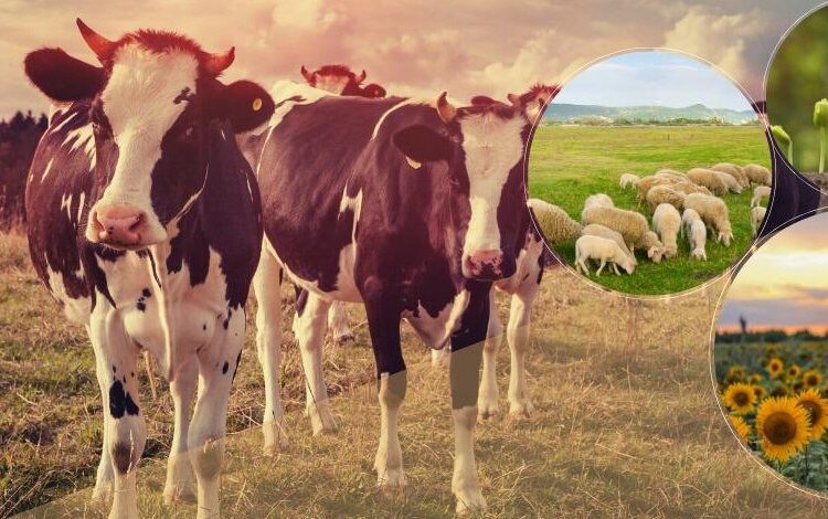 Tarımsal ödemeler çiftçilerin hesaplarında Tarımsal ödemeler çiftçilerin hesaplarında