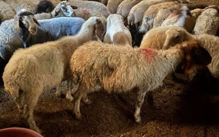 Niğde’de 22 küçükbaş hayvan hırsızlığı şüphelileri yakalandı Niğde’de 22 küçükbaş hayvan hırsızlığı şüphelileri yakalandı