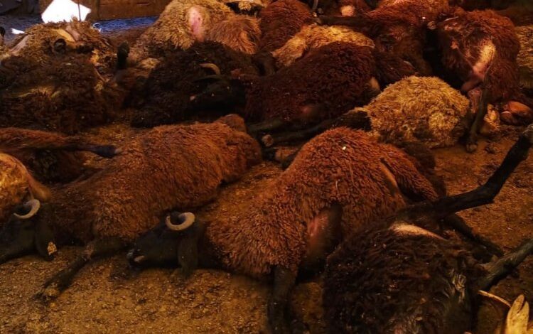 Bingöl Karlıova’da kuzular telef oldu Bingöl Karlıova’da kuzular telef oldu