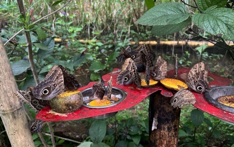 Panama tırtılı, Konya’da kelebek olacak