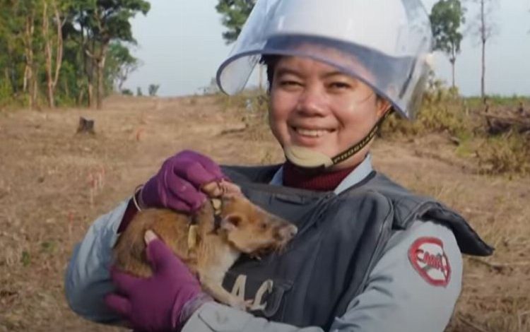 Mayın avcısı fare öldü