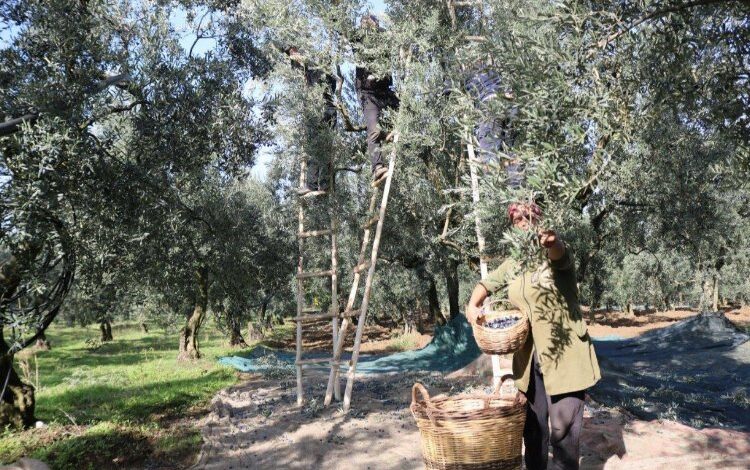 Zeytin alım fiyatları belli oldu… Tavan 110 TL, taban 47 TL Zeytin alım fiyatları belli oldu… Tavan 110 TL, taban 47 TL