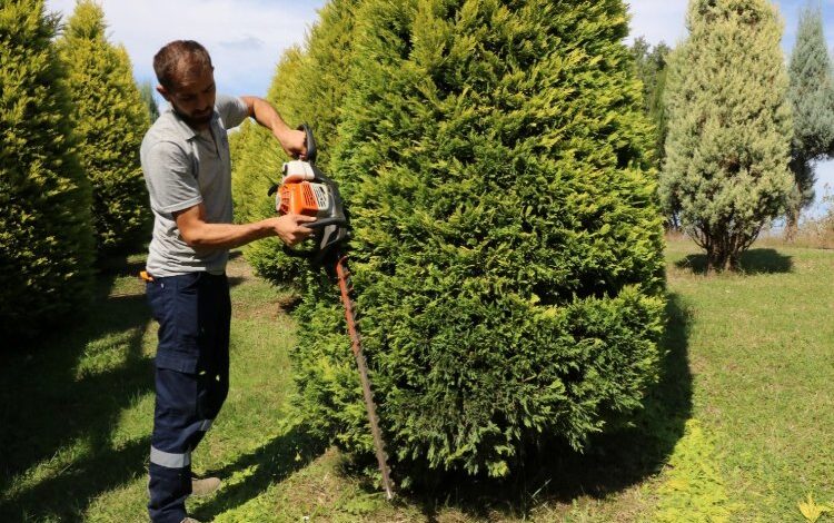 Kocaeli’de park ve bahçelerde sonbahar budaması Kocaeli’de park ve bahçelerde sonbahar budaması