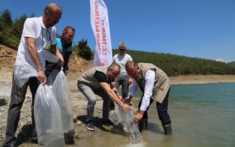 Bursa’da 5 bin yayın balığı Demirtaş’a bırakıldı Bursa’da 5 bin yayın balığı Demirtaş’a bırakıldı