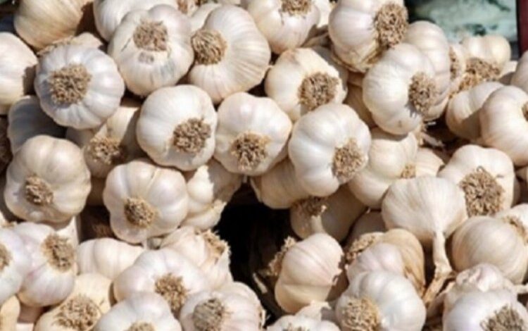 Babaeski Sarımsağı’na coğrafi işaret Babaeski Sarımsağı’na coğrafi işaret