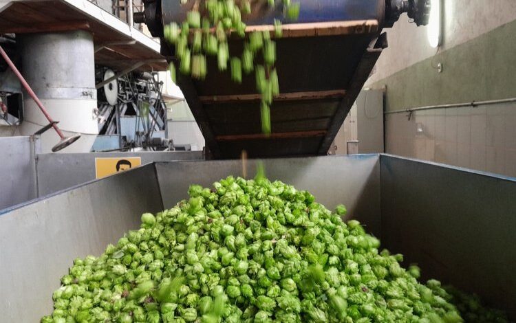 Türkiye ekonomisine katkı sağlıyor… Şerbetçiotu hasadı başladı