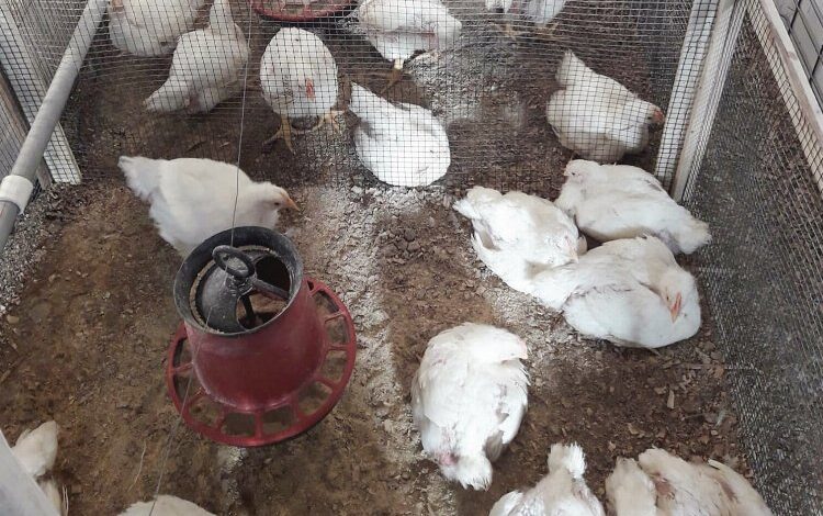 Şanlıurfa’daki sıcaklık ortamında kanatlı hayvanların verimini arttıracak proje