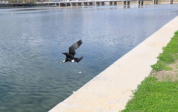 Tedavi edilen Karabatak Boğaçayı’na salındı
