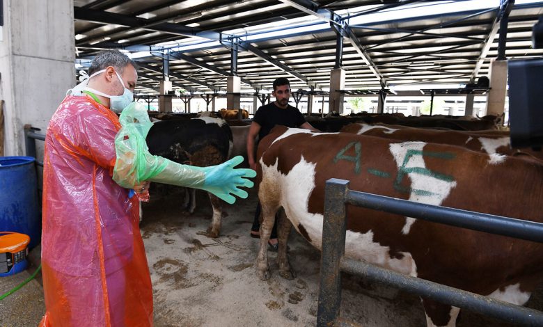Bursa Osmangazi’de ekipler sağlıklı kurbanlık için sahada Bursa Osmangazi’de ekipler sağlıklı kurbanlık için sahada