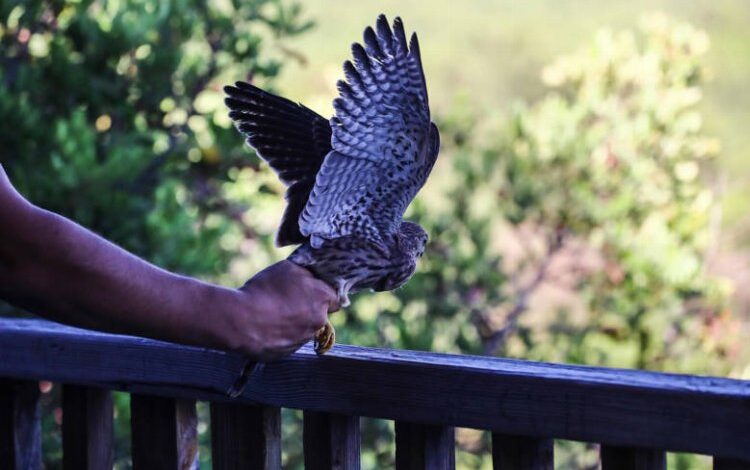 Tedavi altında olan Kerkenez özgürlüğe kanat çırptı Tedavi altında olan Kerkenez özgürlüğe kanat çırptı