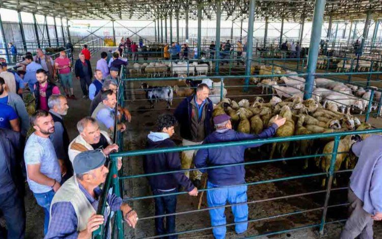 Pazar açıldı kurbanlık satışları başladı Pazar açıldı kurbanlık satışları başladı