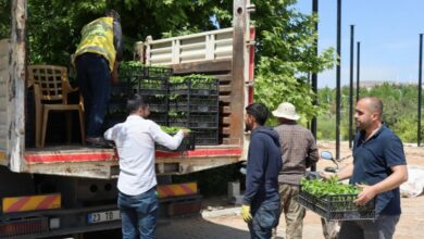 Büyükşehir’den vatandaşlara isot fidesi