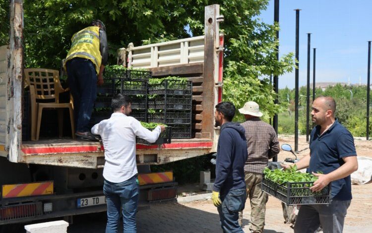 Büyükşehir’den vatandaşlara isot fidesi