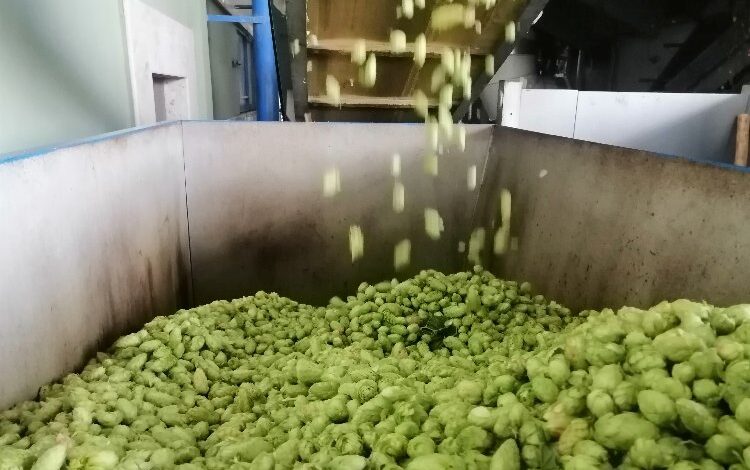 Şerbetçiotu alım fiyatı belirlendi