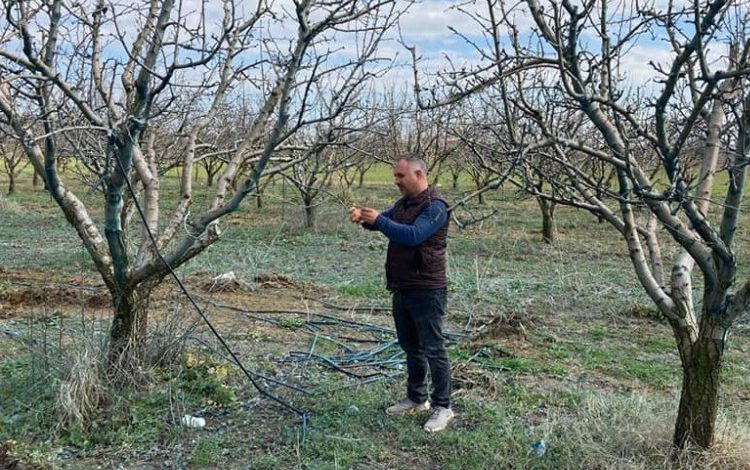 Mudanya İlçe Tarım’dan fenolojik kontrol