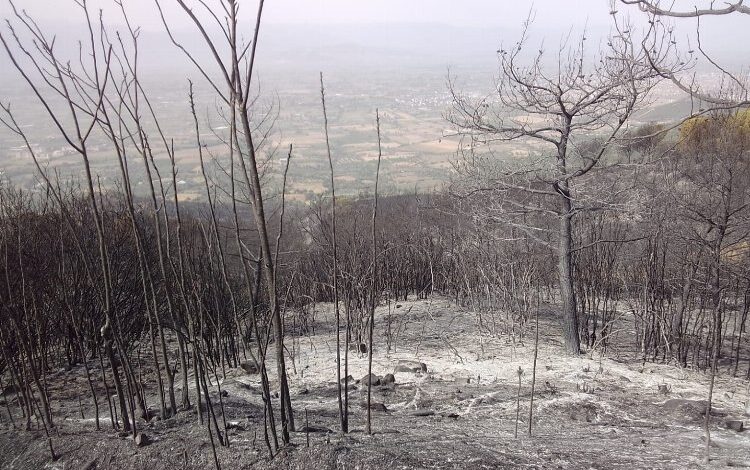 Manisa’dan İzmir Ödemiş yangınına destek