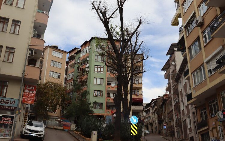 İzmit Belediyesi’nden ömrünü tamamlayan ağaçlara önlem