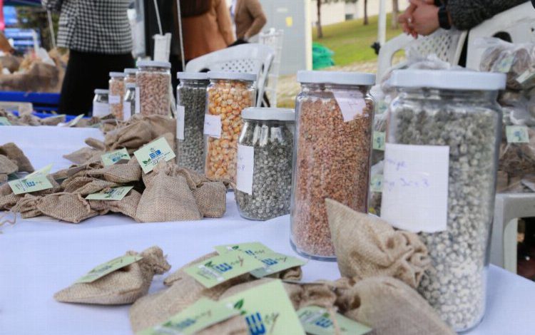 Balıkesir Edremit’in atalık tohumları İzmir’de Balıkesir Edremit’in atalık tohumları İzmir’de