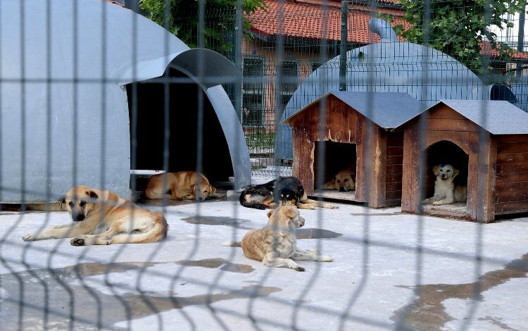 Sakarya’da devasa şifa yuvası