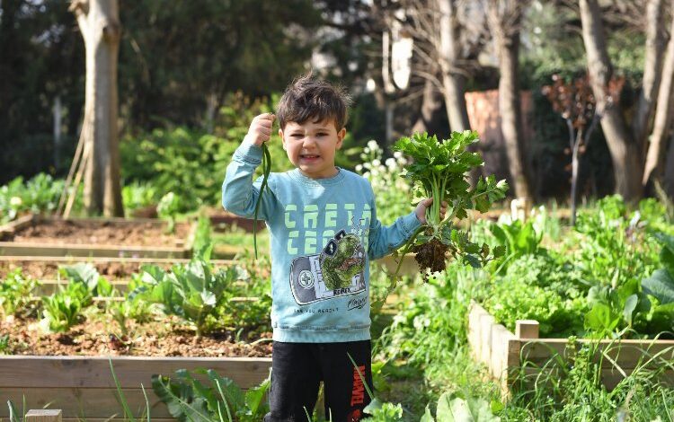 Kadıköy bostanlarında hasat zamanı Kadıköy bostanlarında hasat zamanı