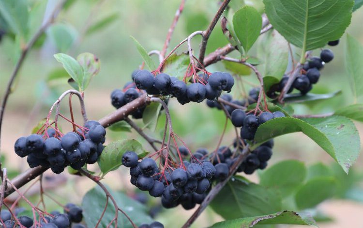 Kocaeli İzmit süper meyveyi sevdi… Aronyaya hibe destekler sürecek