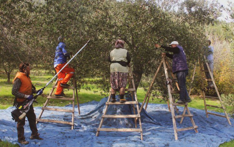 Coğrafi işaretli ürünlerde Bursa Gemlik zeytinine yoğun ilgi Coğrafi işaretli ürünlerde Bursa Gemlik zeytinine yoğun ilgi
