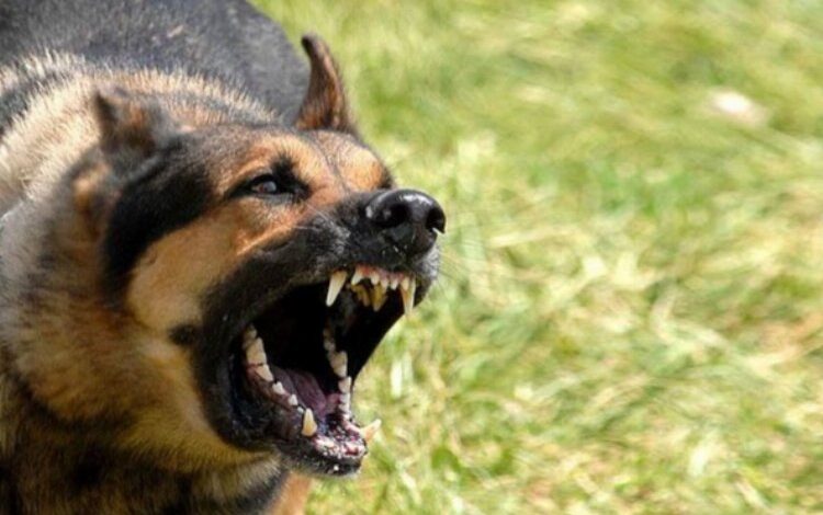 Ankara’daki köpek saldırısıyla ilgili İçişleri soruşturma başlattı Ankara’daki köpek saldırısıyla ilgili İçişleri soruşturma başlattı