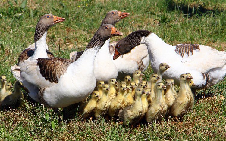 Bursa Yenişehir’de sansar ve tilkiler kümesleri kuruttu!