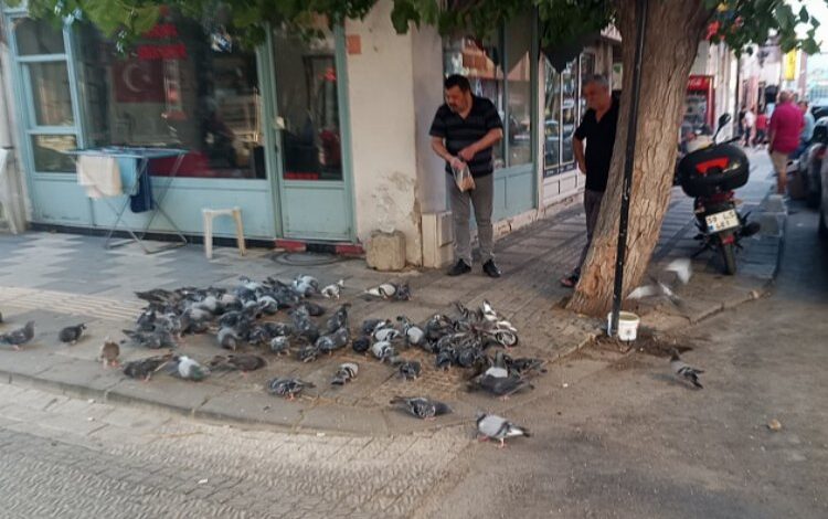 Keşan’da hayvansever esnaf her gün güvercinleri besliyor