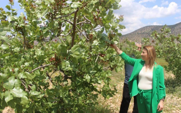 Çiftçinin yüzü fıstıkla gülüyor Çiftçinin yüzü fıstıkla gülüyor