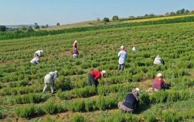 Kocaeli’de tıbbi ve aromatik bitkilerin hasadı başladı Kocaeli’de tıbbi ve aromatik bitkilerin hasadı başladı
