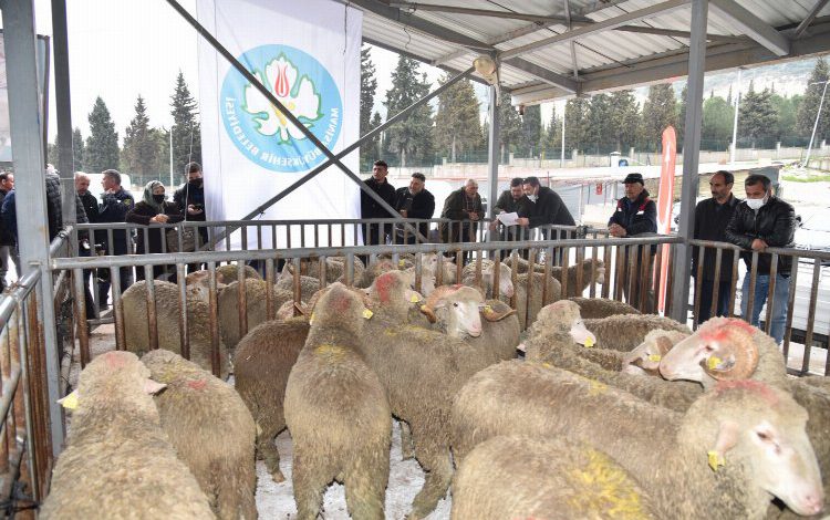 Manisa Büyükşehir’den hayvan üreticisine büyük destek Manisa Büyükşehir’den hayvan üreticisine büyük destek