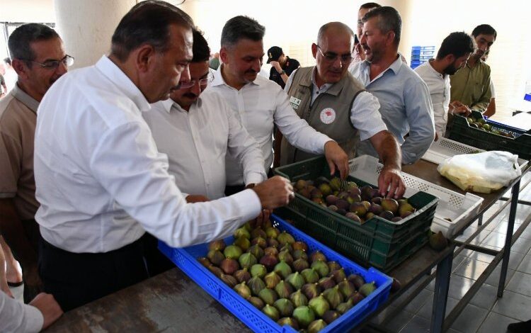 Bursa ‘Siyah İncir’de hasat zamanı