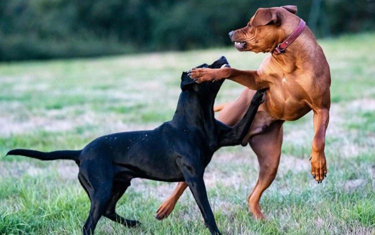 Bursa’da yasak ırk sayısı ve takip süreci hızlandı