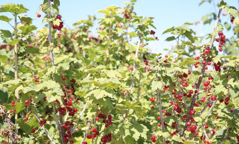 Kayseri Büyükşehir’den ‘organik’ hizmet