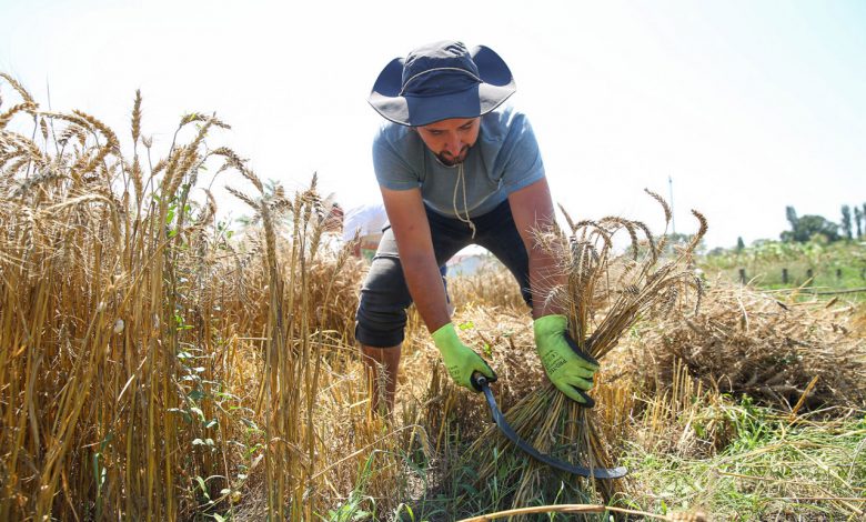 Bursa Nilüfer’de ekolojik hasat dönemi Bursa Nilüfer’de ekolojik hasat dönemi